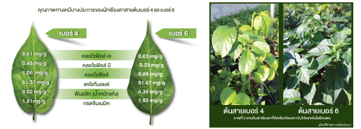 สายพันธุ์เชียงดา